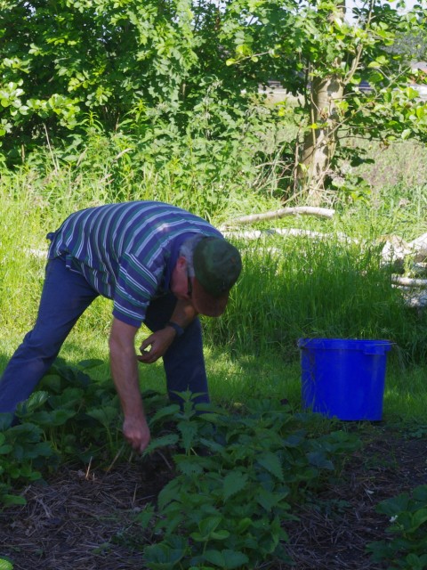 vrijwilliger in de tuin aan het onkruid wieden tussen de aardbeien vacatures Sprankenhof